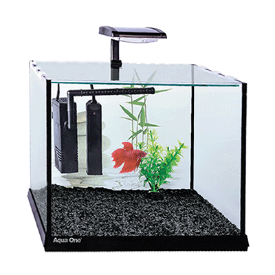 Betta Tanks