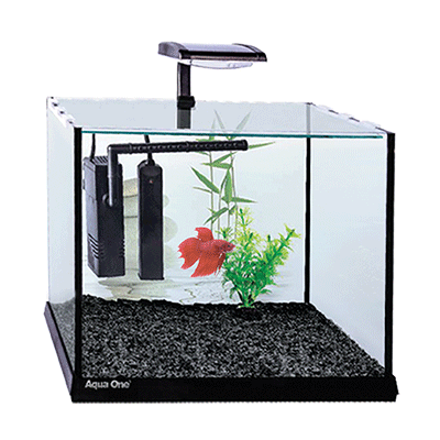 Betta Oasis