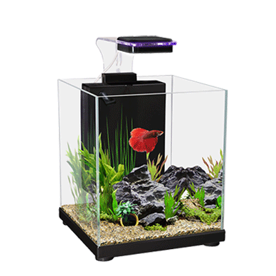 Betta Sanctuary